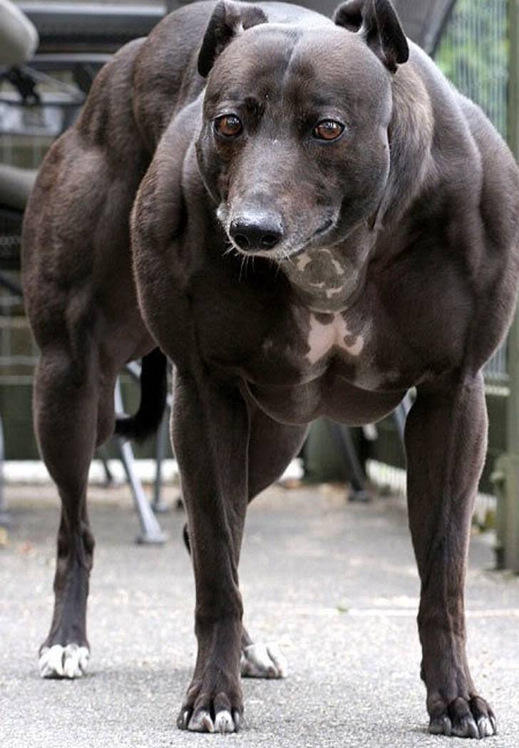 Самая мускулистая собака в мире — большая венди