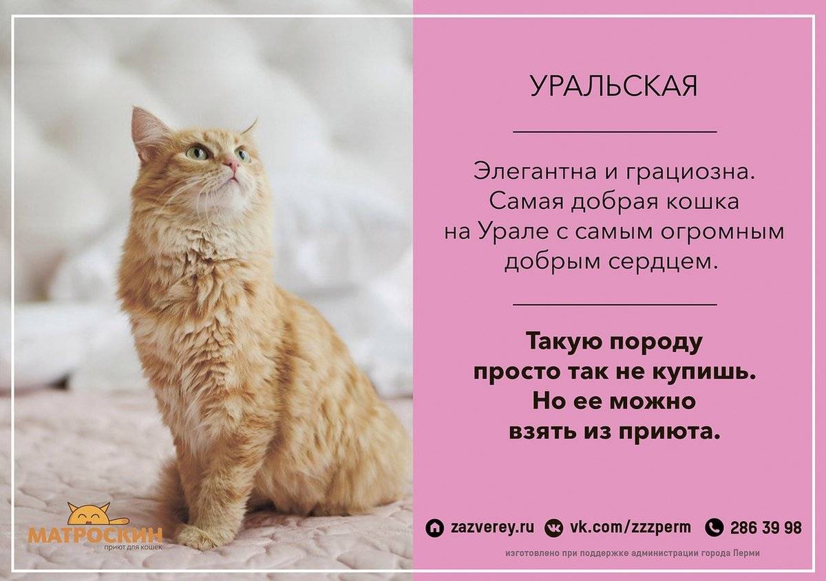 Как воспитать кота или кошку, возможно ли это?
