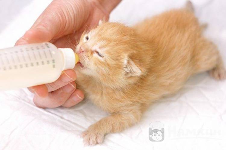 Как и чем кормить новорожденного котенка
