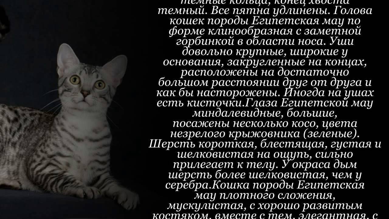 Порода кошек египетская мау: описание, уход и содержание, правила кормления кота мао
