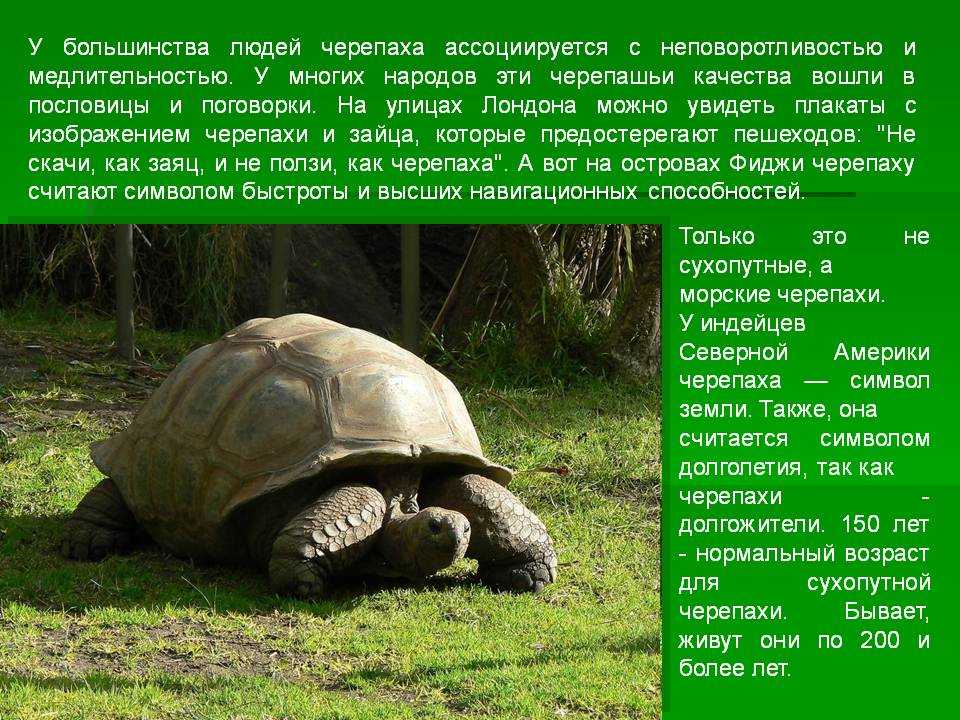 Ходят медленно, а плавают быстро: несколько удивительных фактов о черепахах