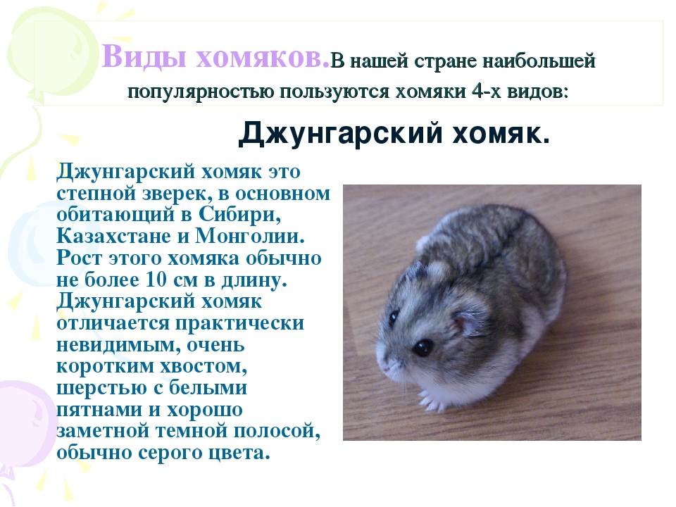 Интересные факты о хомяках, живущих в домашних и диких условиях