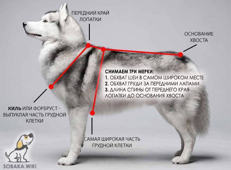 Как выбрать собаку. статьи о собаках и важная информация на сайте кутята.рф