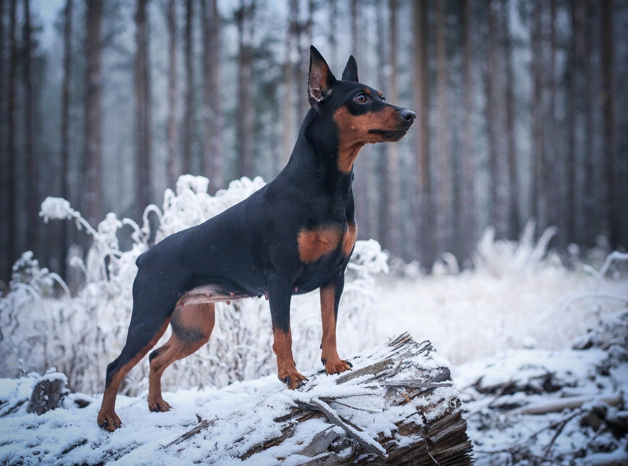 Карликовый пинчер - фото собак мини пинчер и описание породы miniature pinscher