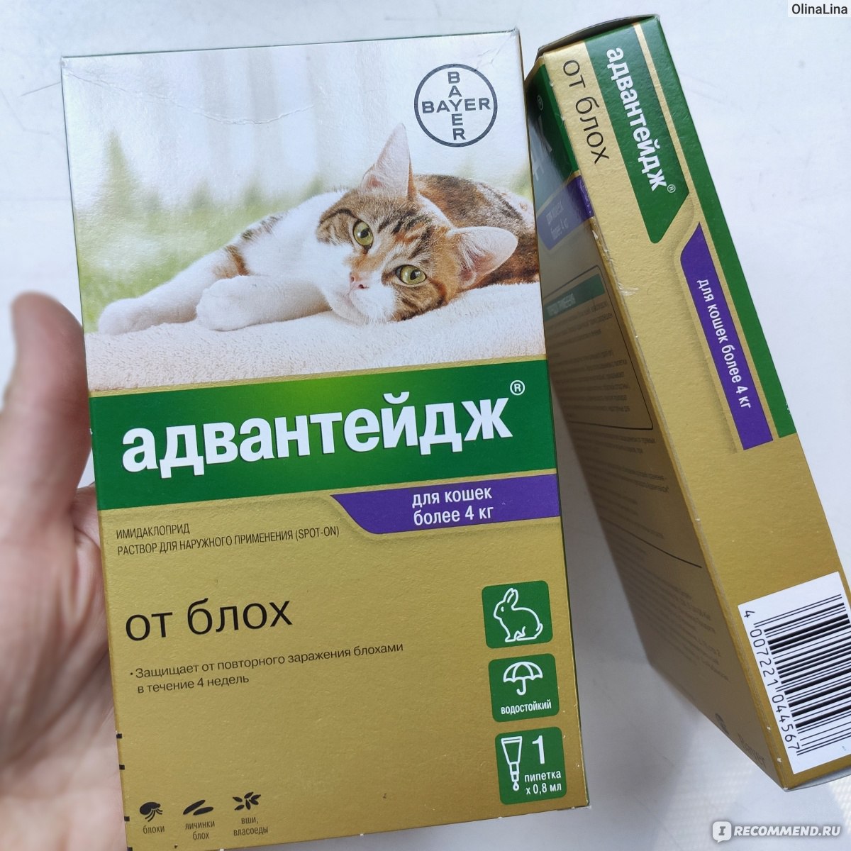 Адвантейдж для кошек: инструкция по применению, отзывы, аналоги