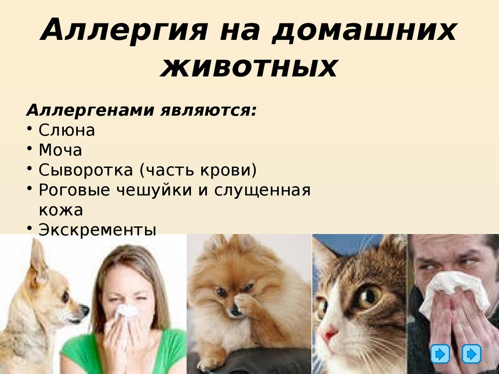 Аллергия у кошек: симптомы и лечение