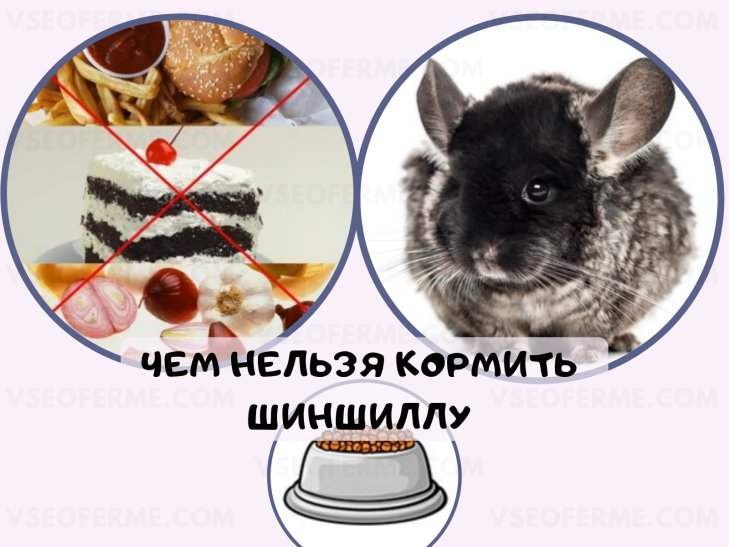 Чем можно кормить шиншиллу в домашних условиях