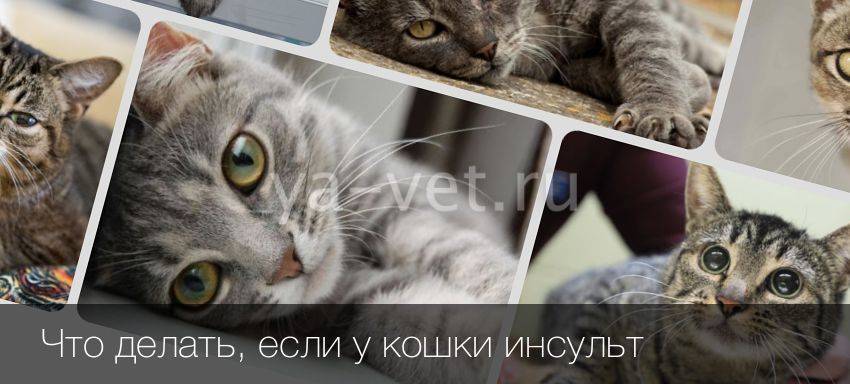 Инсульт у кошек: симптомы и лечение нарушения кровообращения головного мозга, реабилитация