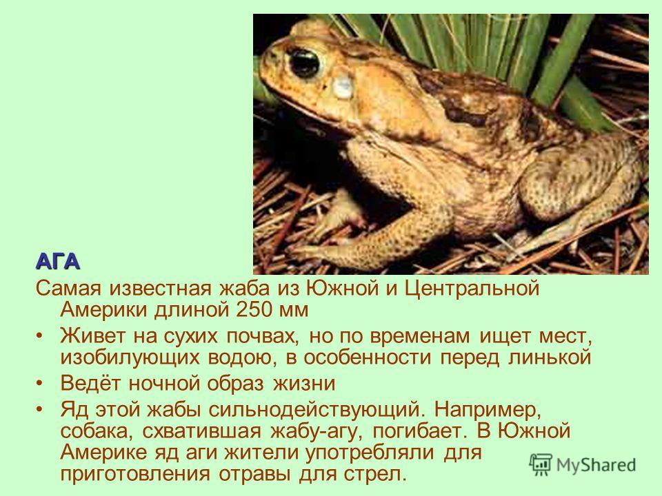 Почему не ест жаба ага. жаба ага: фото, описание и образ жизни