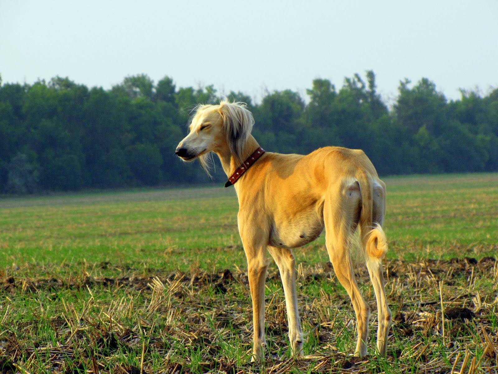 Слюги - породы борзых собак - собаководство - собственник