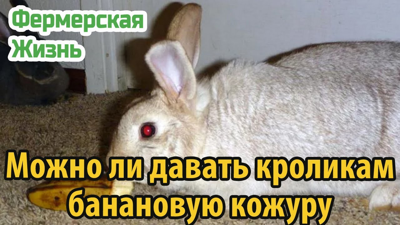 Можно ли давать кроликам банан и его кожуру?