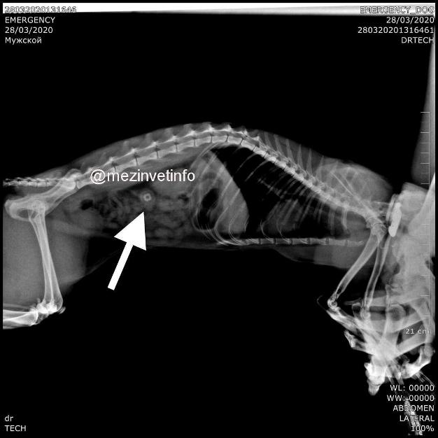 Собака съела куриную кость: что делать если подавилась или проглотила полностью трубчатую, каркас или часть грудки? симптомы у щенков и взрослых
