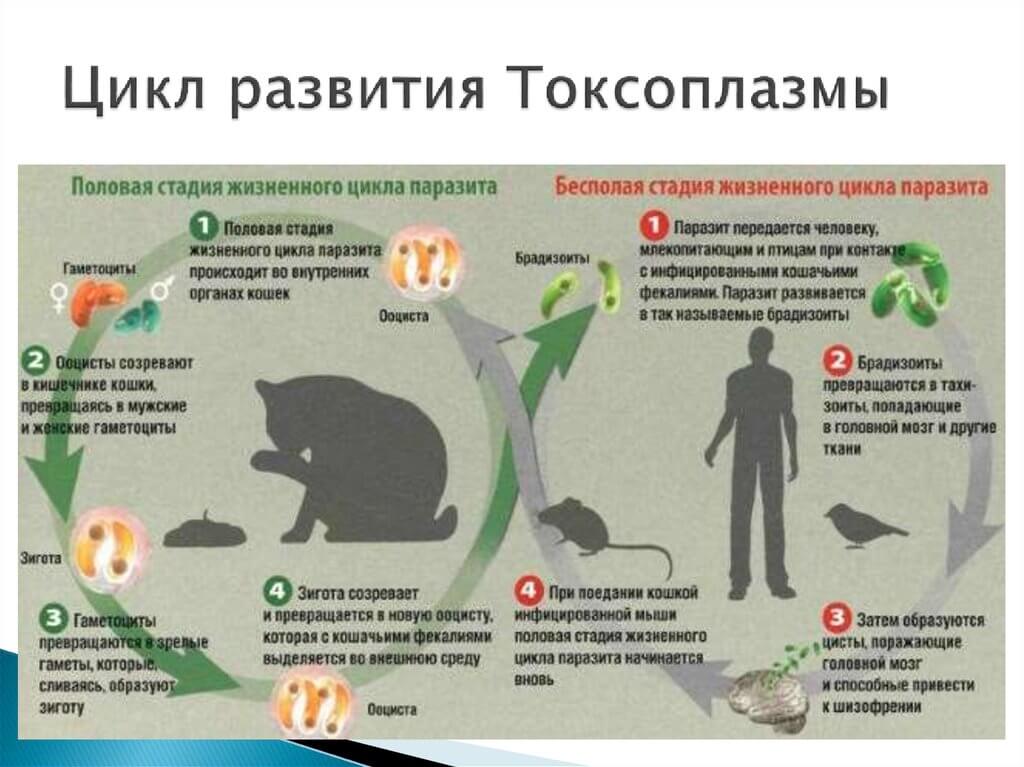 Ложная беременность у кошек — сколько длится, как лечить и почему возникает (мнение ветеринара)