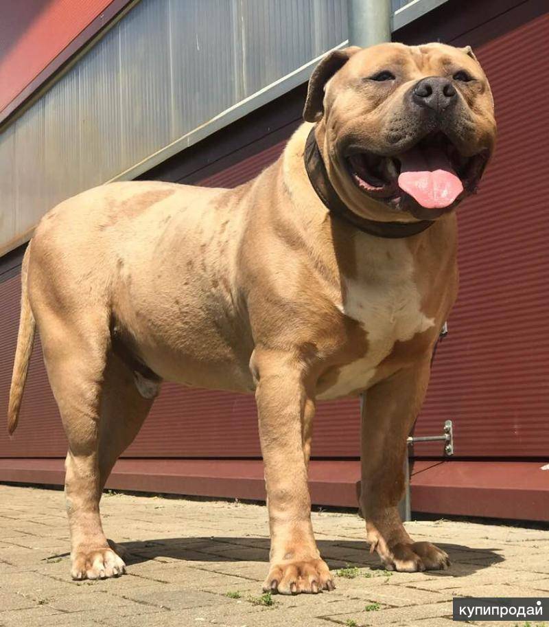 Описание породы американский бандог