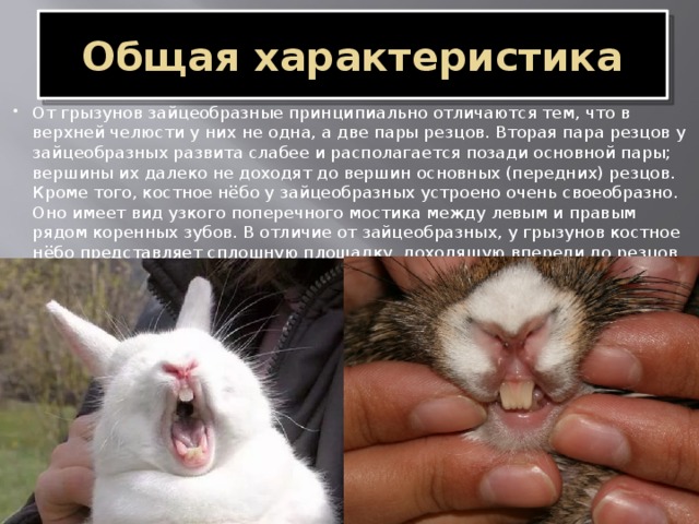 Сколько зубов у кролика, почему они длинные, строение челюсти