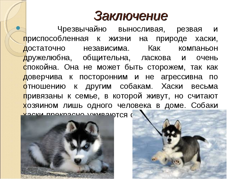 Проект породы собак 5 класс