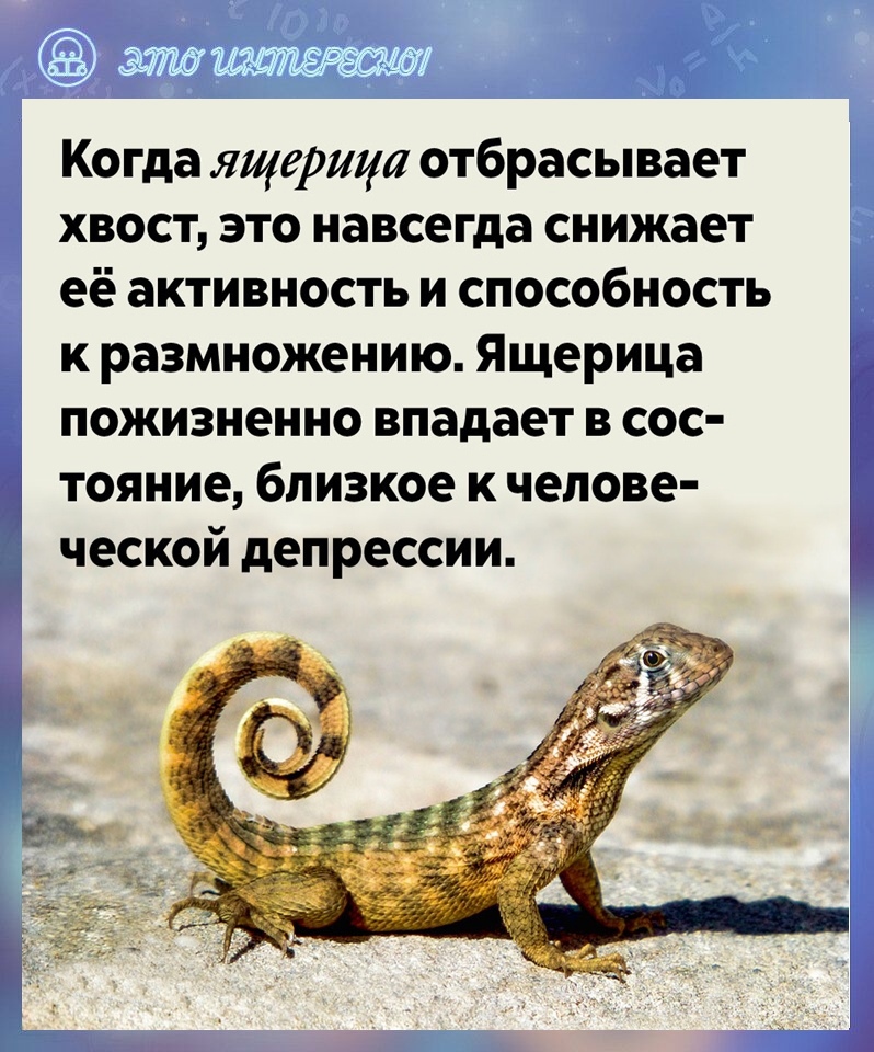 Хвост ящерицы, особенность строения и отбрасывания