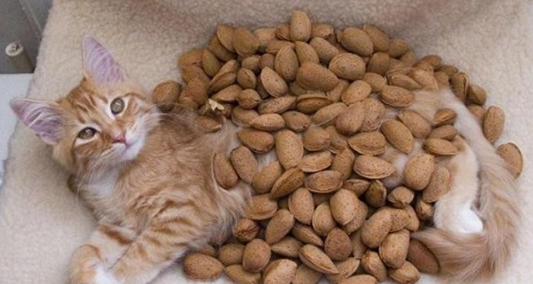 Можно котам орехи. Котик и орехи. Орешки кот. Котик орешек. Кошачьи орехи.