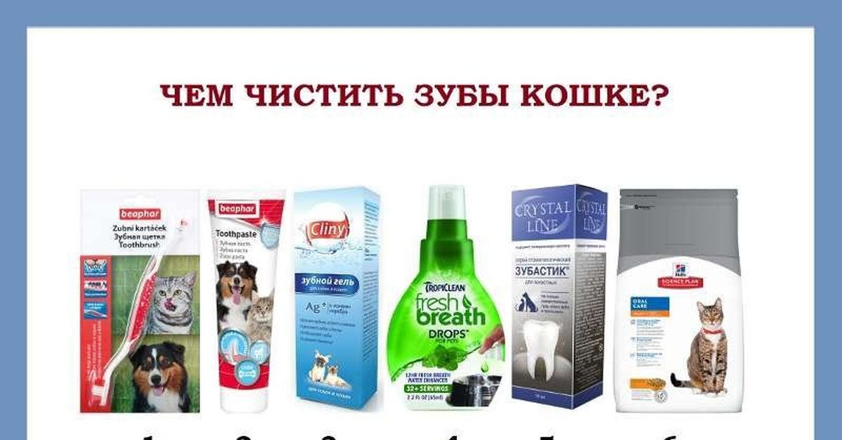 Как коту почистить зубы в домашних условиях, нужно ли чистить котенку зубы, камни на зубах у кошек