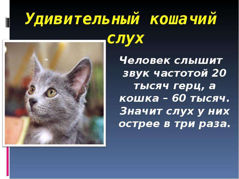 Какие звуки ненавидят кошки? — сайт эксперта по животным — howmeow