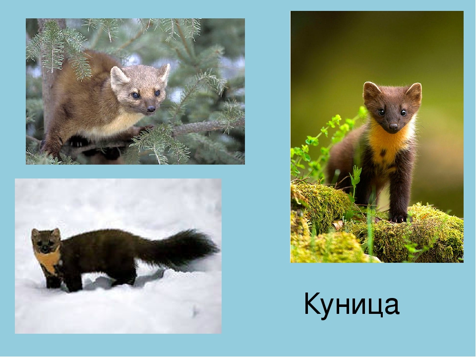 Все о кунице