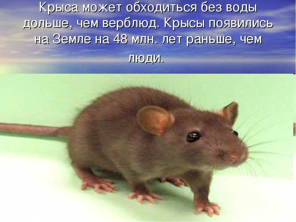 Черная крыса