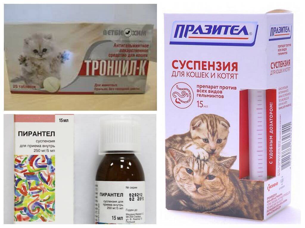 Кошка вылизывает шерсть до кожи и ран - чем лечить?