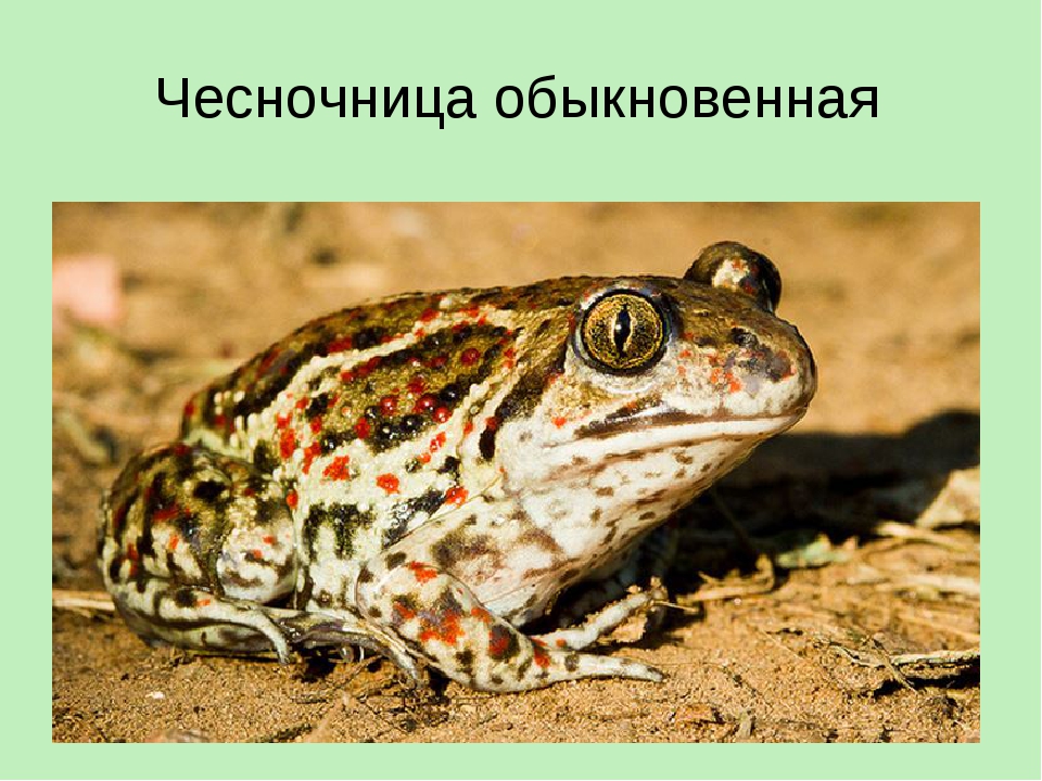 Группа подвижногрудые (arcifera)