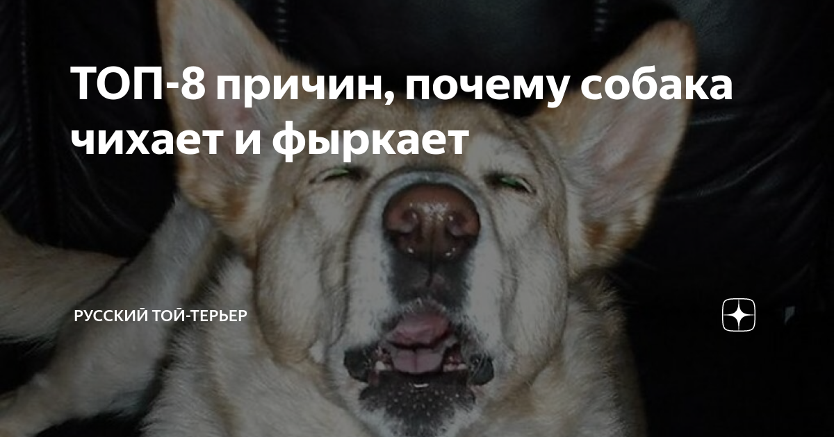Обратное чихание у собак и кошек. что это такое? причины. лечение