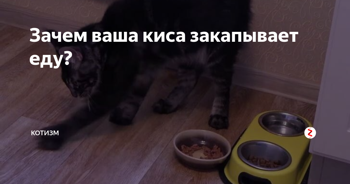 Кошка закапывает