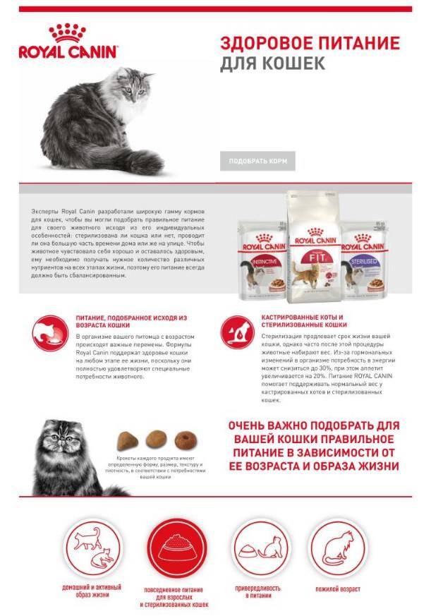 Чем кормить стерилизованную кошку: полный список разрешенных и запретных продуктов | звери дома