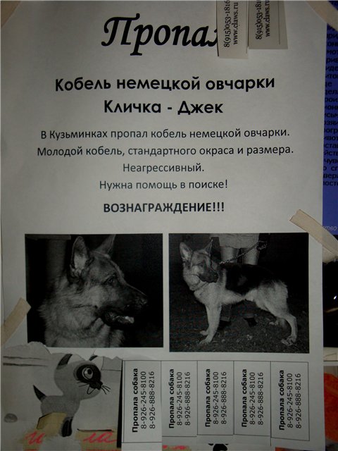 Как правильно выбрать кличку для щенка немецкой овчарки (кобеля и девочки)