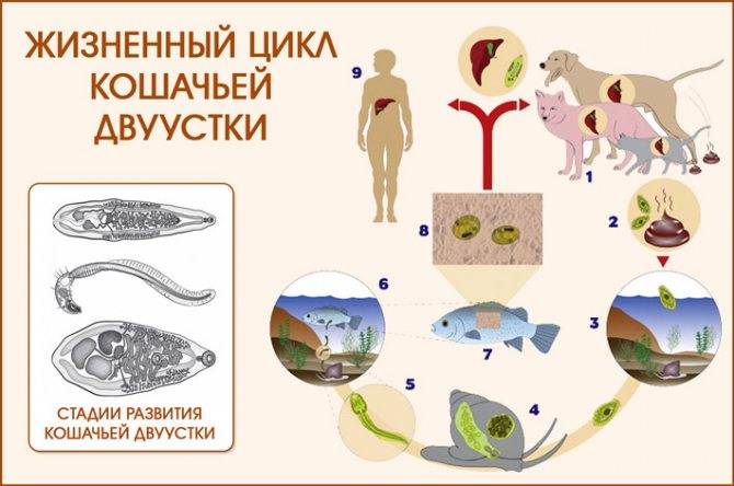 Описторхоз у кошек - симптомы, диагностика, лечение и профилактика! | caticat.ru