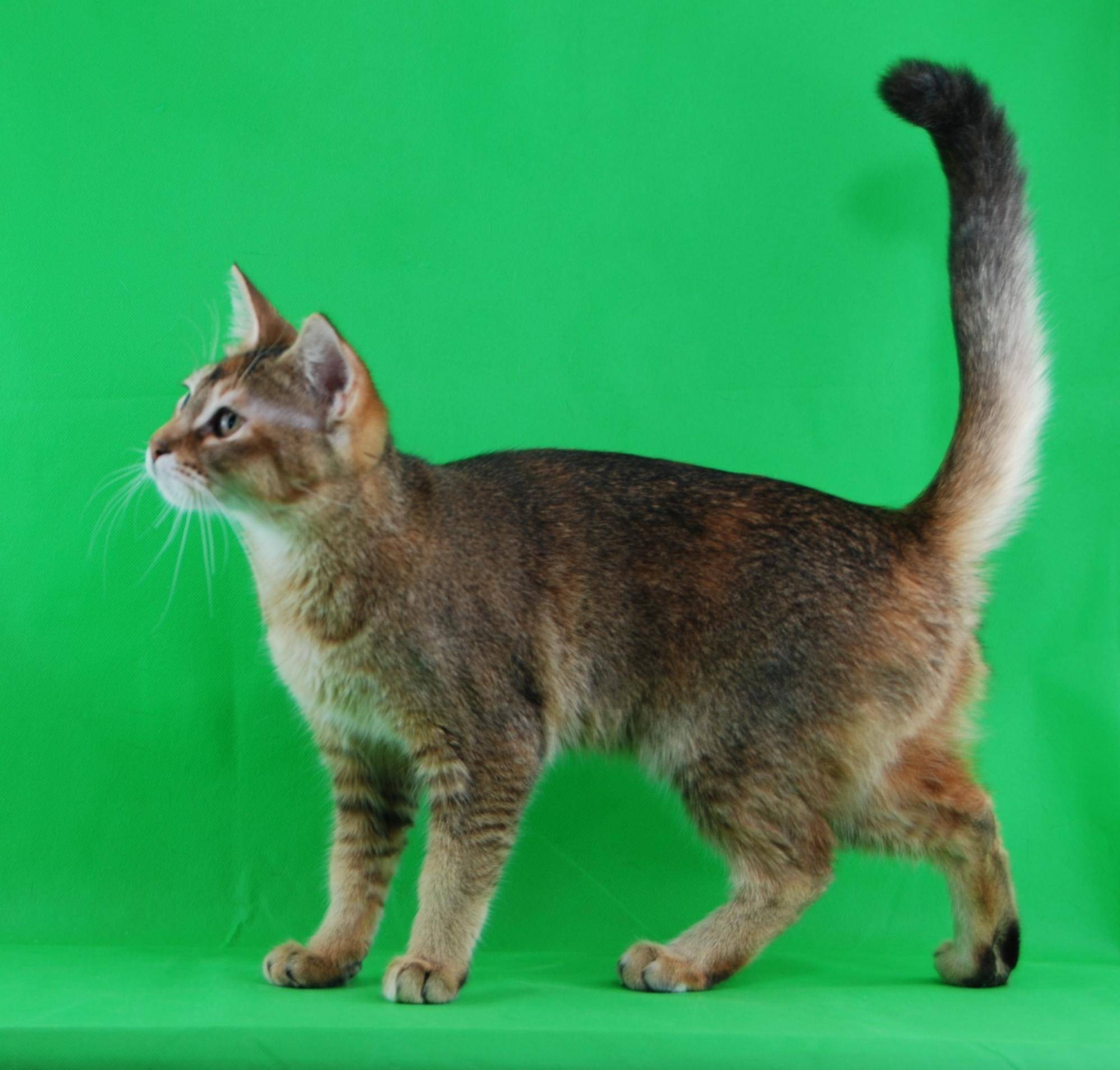 Чаузи (хауси): описание породы, фото кошки, характер и поведение, отзывы владельцев