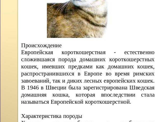Европейская кошка: происхождение, описание, особенности ухода