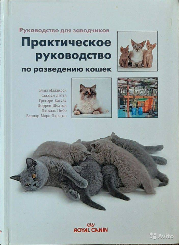 Как начать разводить кошек в домашних условиях: пошаговая инструкция организации бизнеса