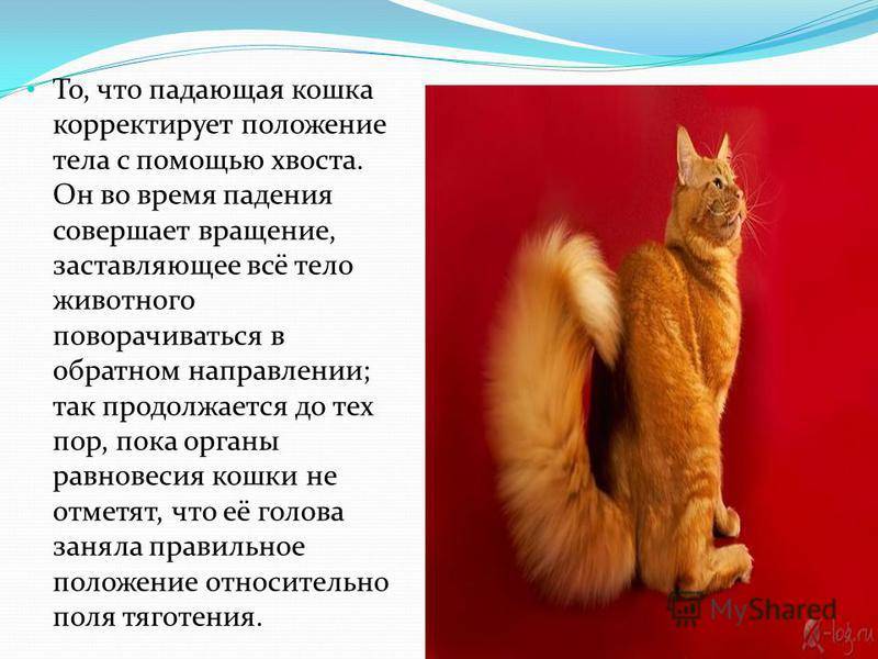 Зачем животным нужен хвост