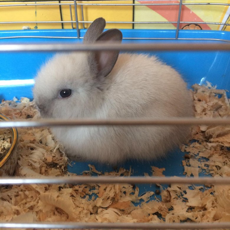 Сколько стоит кролик домашний