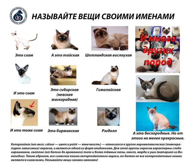 Тайская кошка: фото, описание породы, отзывы, разведение
