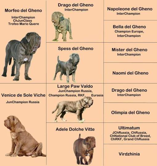 Мастифы: фото собак и описание породы
мастифы: фото собак и описание породы
