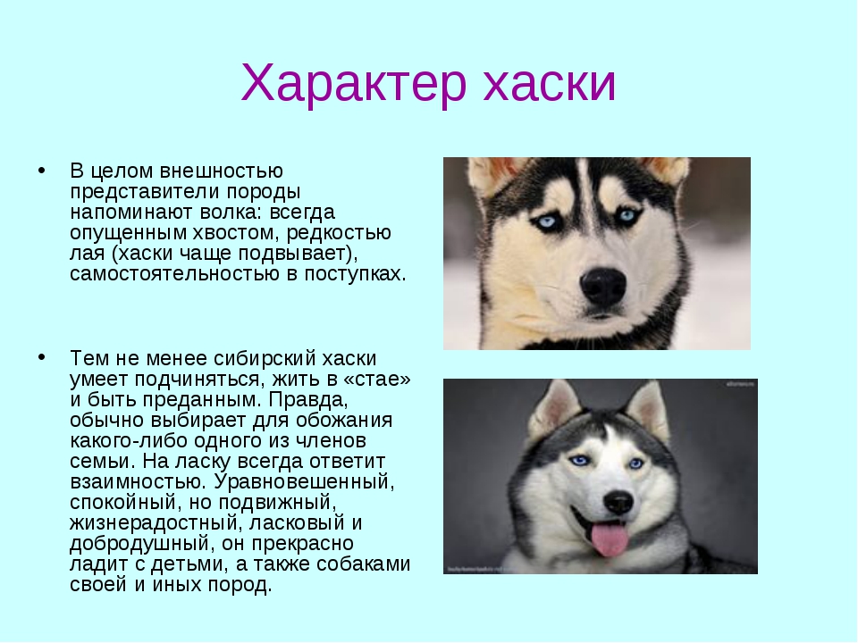 Сибирский хаски: описание породы, характер, чем кормить, стандарты, уход и содержание - zoosecrets