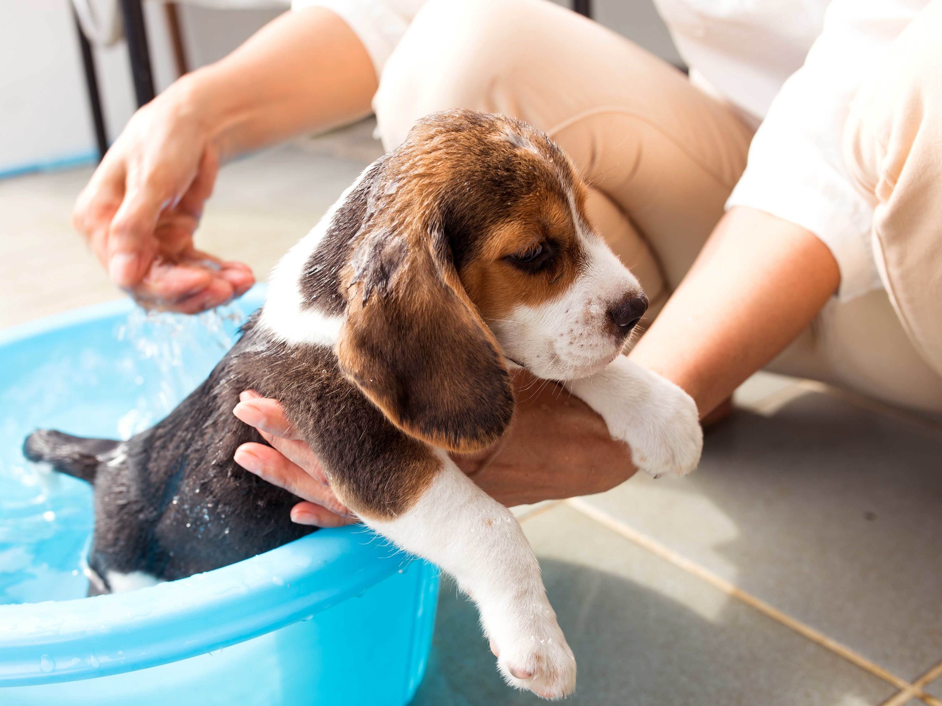 Как мыть собаку правильно: все тонкости от а до я