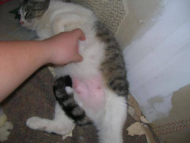 ᐉ прерывание беременности у кошек – делают ли кошкам аборт? - zoomanji.ru