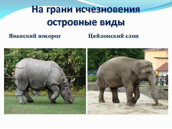 Носорог хищник или травоядное животное? чем питается носорог? | носорог растительноядное животное или нет