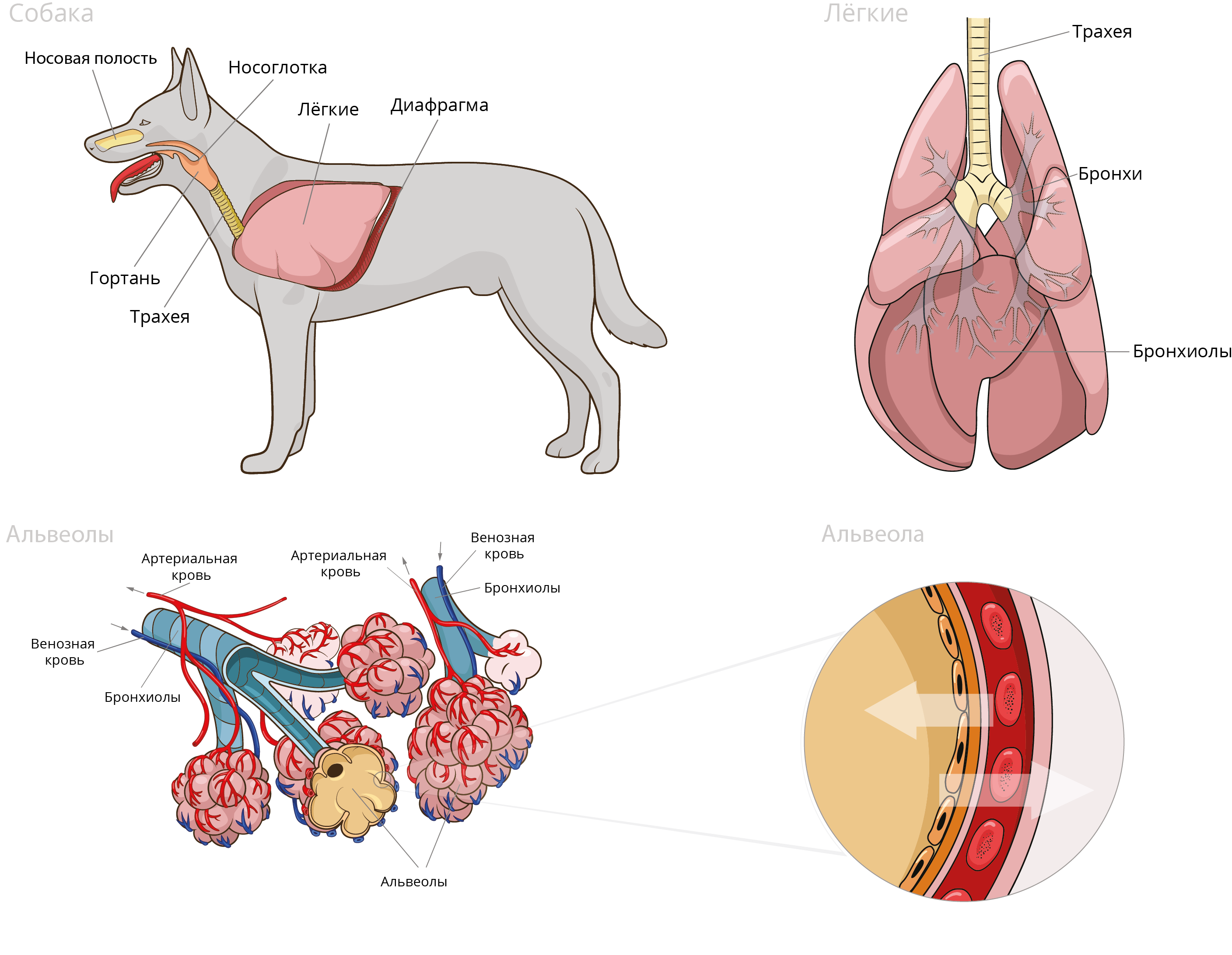 Болезни дыхательной системы у собак