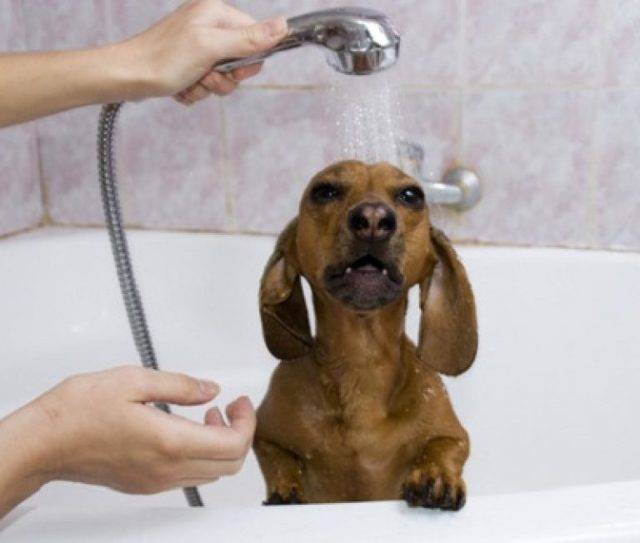 Как часто и чем нужно мыть собаку - советы ветеринаров | лапа помощи | дзен