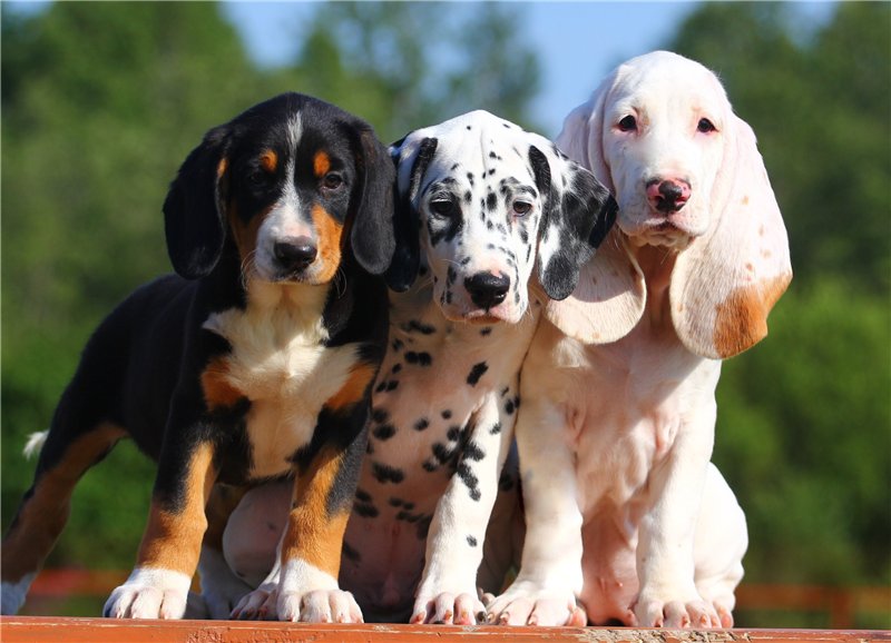 Порода собак испанский алано: описание породы, характер, содержание, фото