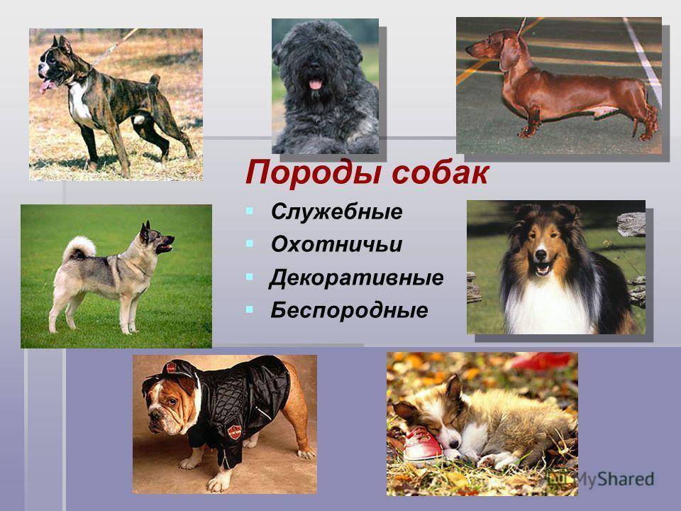 Все русские охотничьи породы собак фото