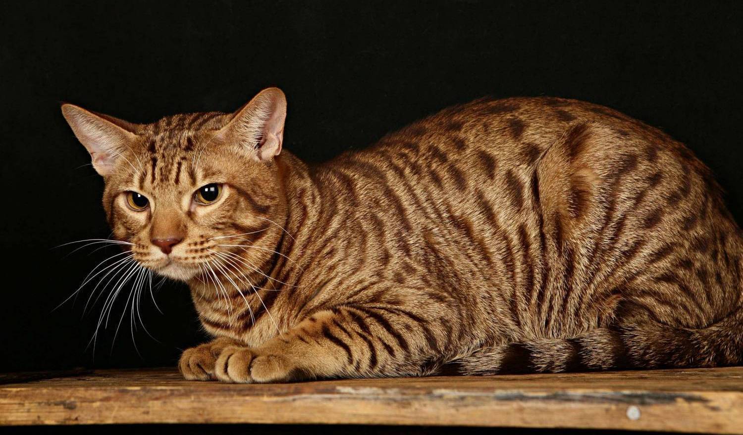 Описание породы кошек оцикет и уход за ним