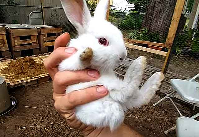 Болезни кроликов: фото, симптомы и их лечение
